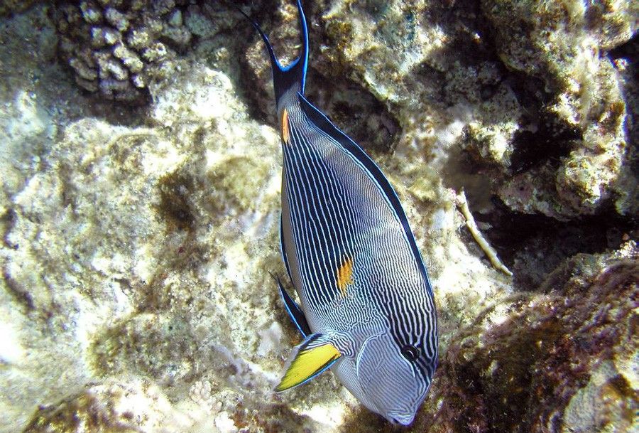 Acanthurus Sohal 4