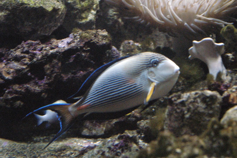 Acanthurus Sohal 5