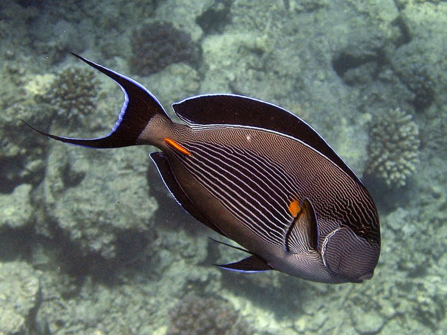 Acanthurus Sohal 6