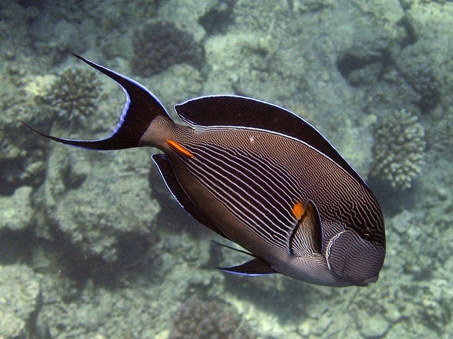 Acanthurus Sohal 6
