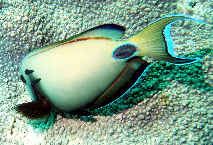 Acanthurus Tennentii 2