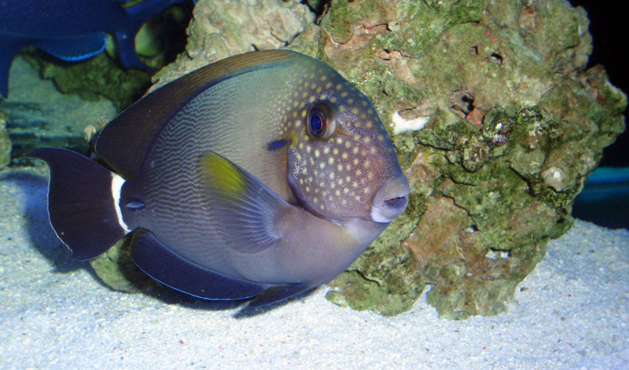 Acanthurus Tennentii 3