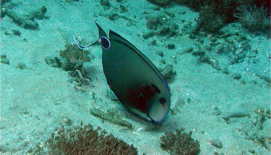 Acanthurus Tennentii 4