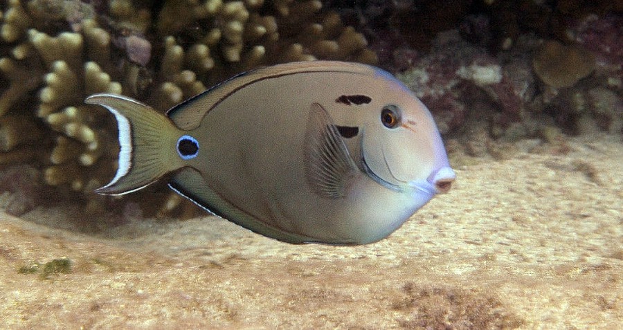 Acanthurus Tennentii 5