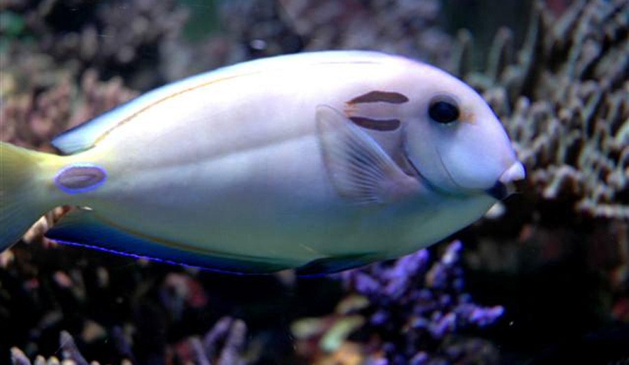 Acanthurus Tennentii 6