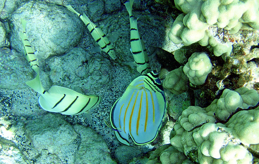 Acanthurus Triostegus 2