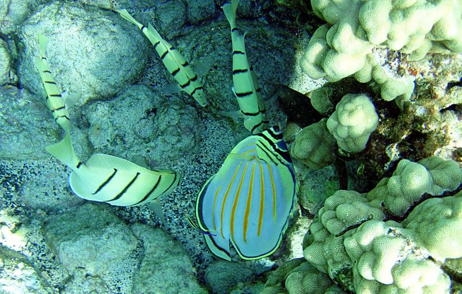 Acanthurus Triostegus 2