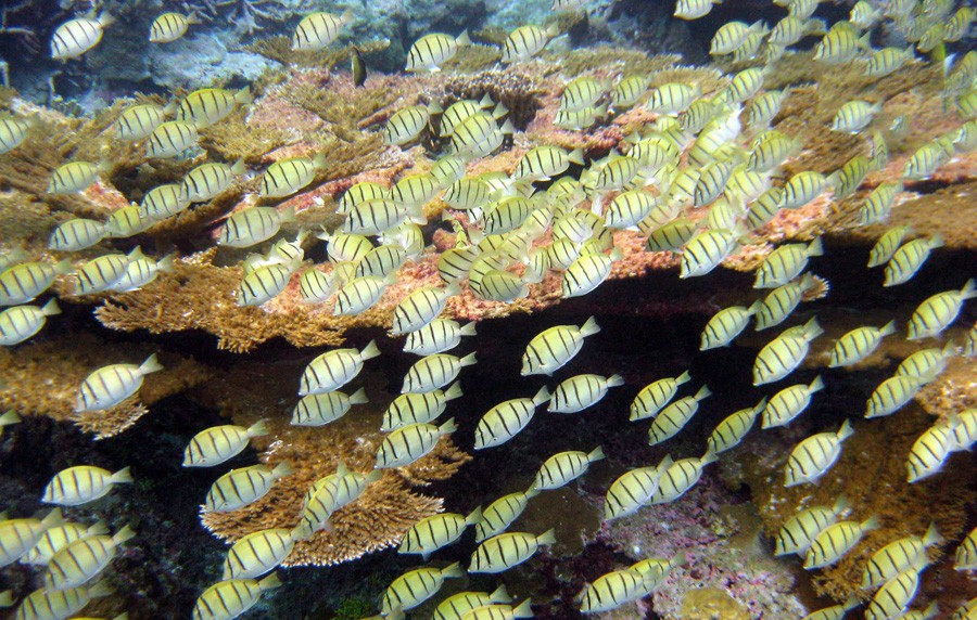 Acanthurus Triostegus 3