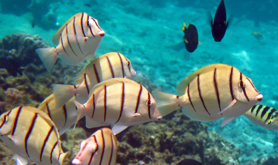 Acanthurus Triostegus 4