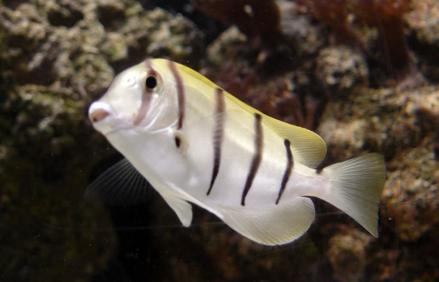 Acanthurus Triostegus 5
