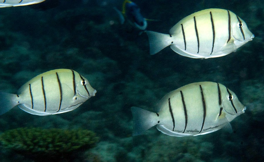 Acanthurus Triostegus 6