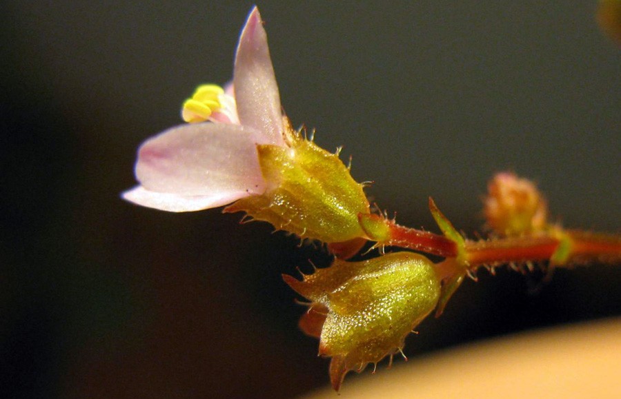 Aciotis Acuminifolia