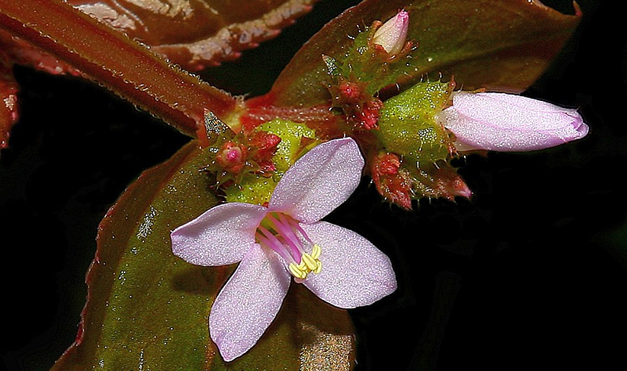Aciotis Acuminifolia 2