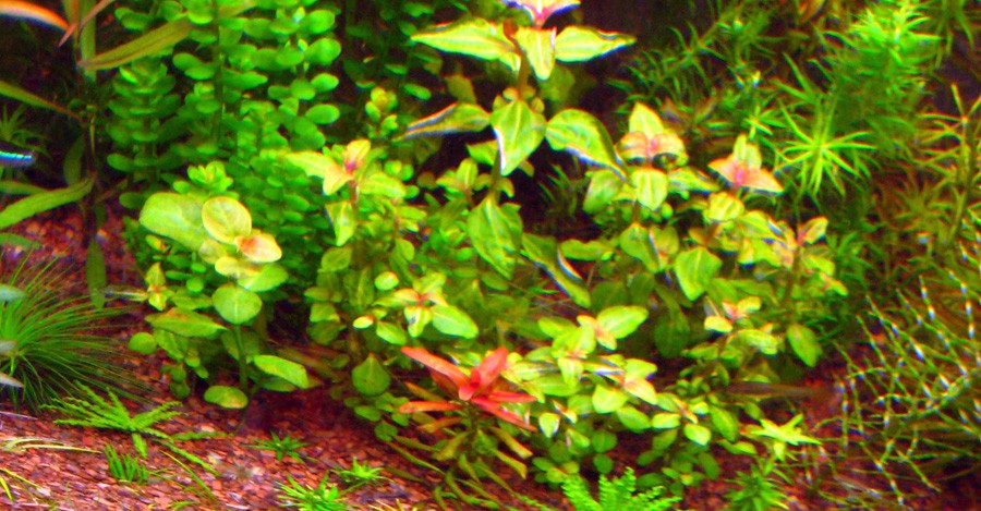 Aciotis Acuminifolia 3