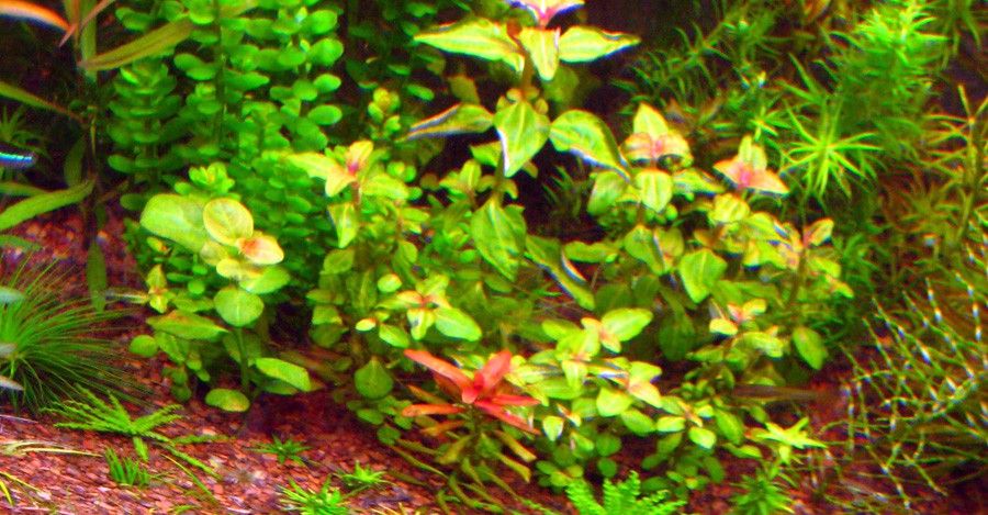 Aciotis Acuminifolia 3