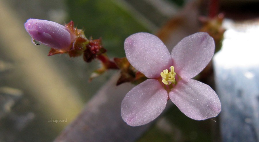 Aciotis Acuminifolia 4