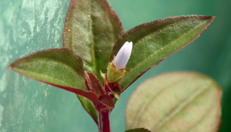 Aciotis Acuminifolia 5