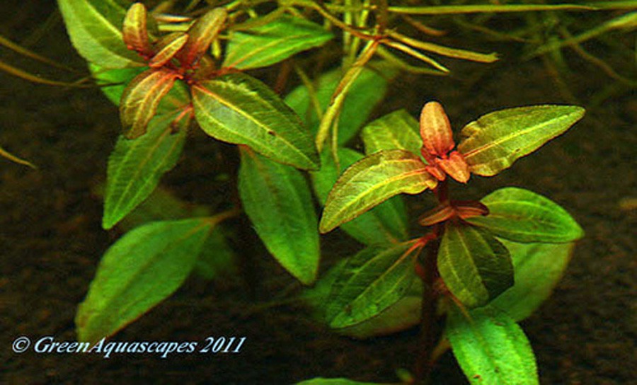 Aciotis Acuminifolia 6
