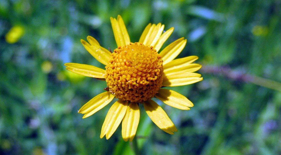Acmella Repens 2