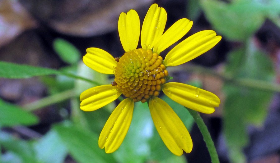 Acmella Repens 3