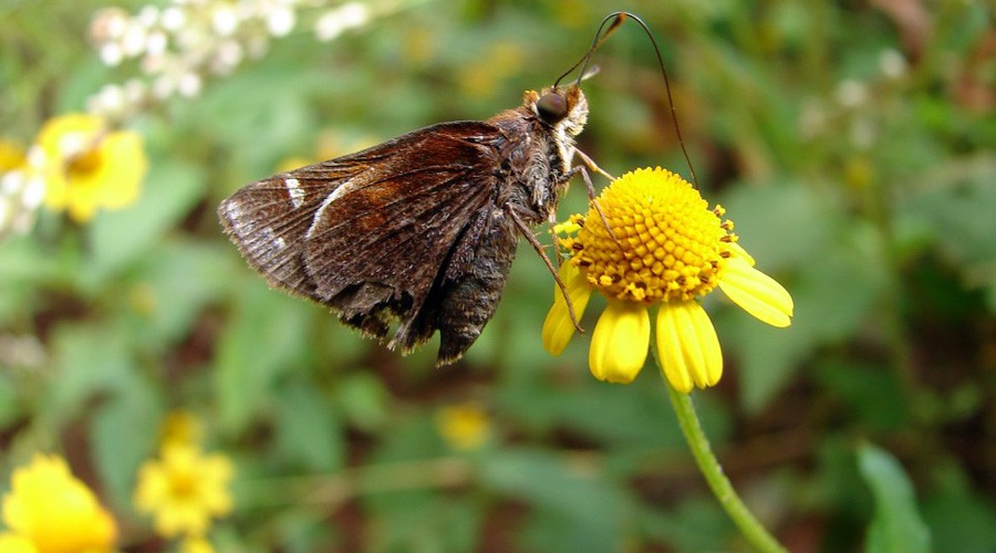 Acmella Repens 4