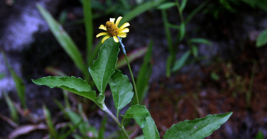Acmella Repens 6