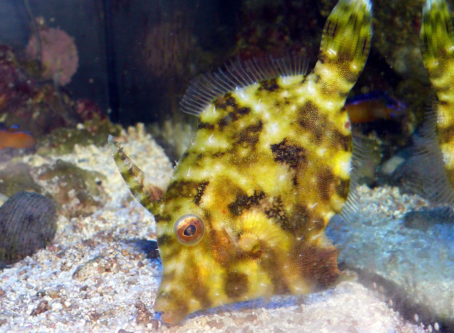 Acreichthys Tomentosus 2