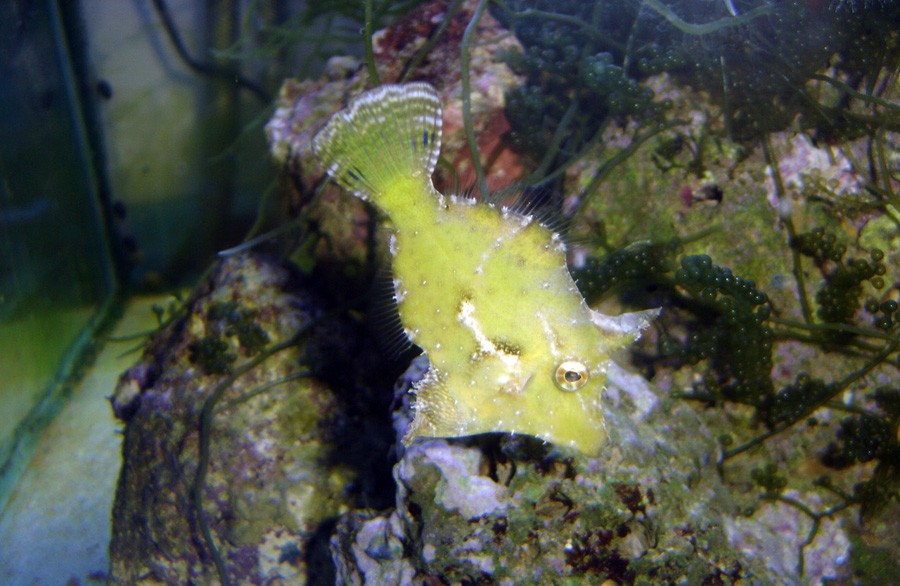 Acreichthys Tomentosus 3