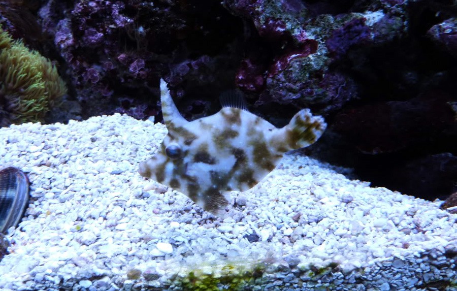 Acreichthys Tomentosus 4