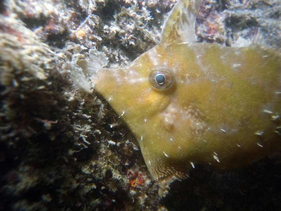 Acreichthys Tomentosus 5