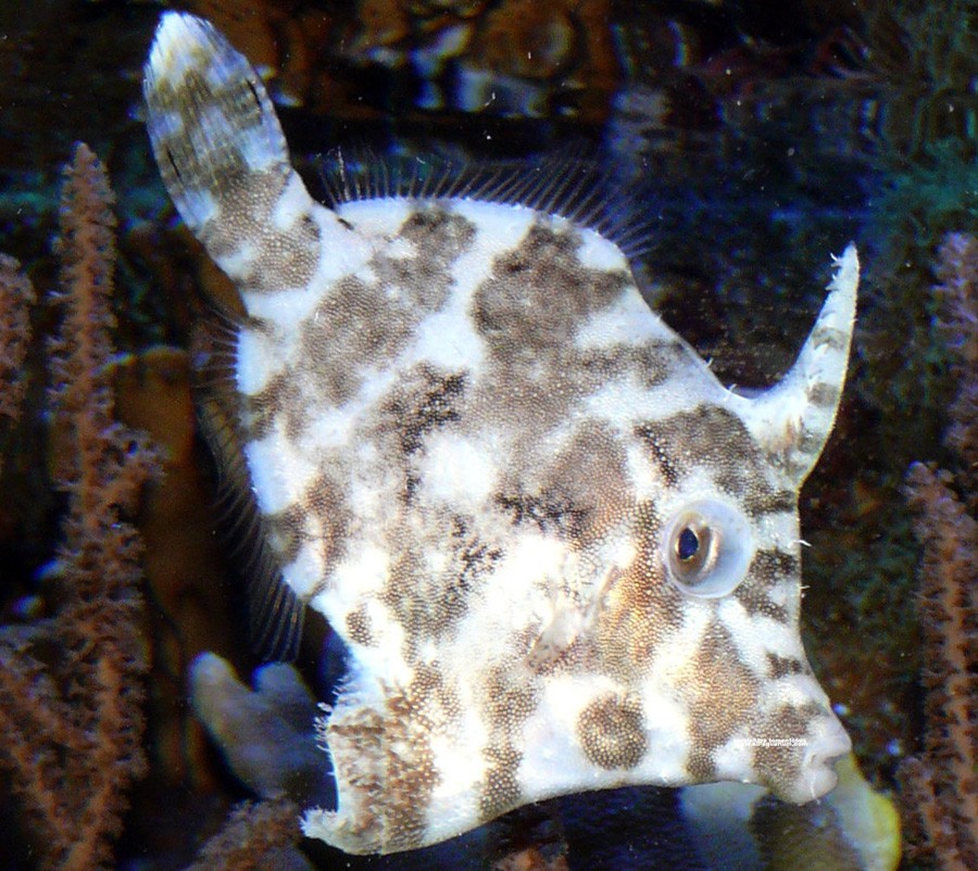 Acreichthys Tomentosus 6