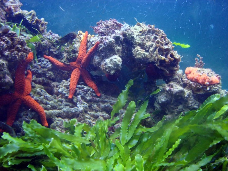 Acuadelzoo 1