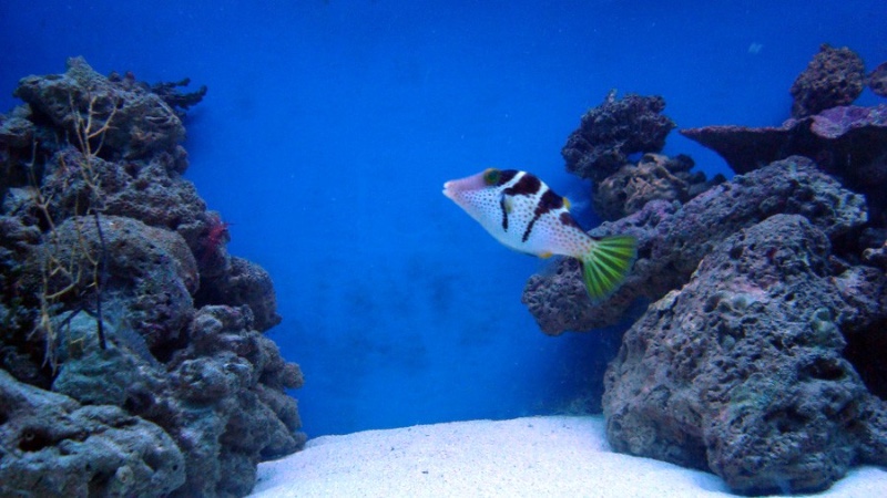 Acuadelzoo 2