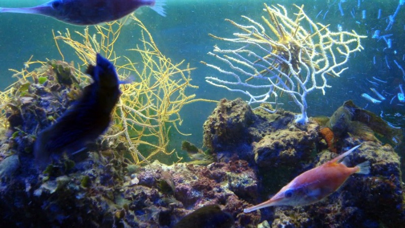 Acuadelzoo 4
