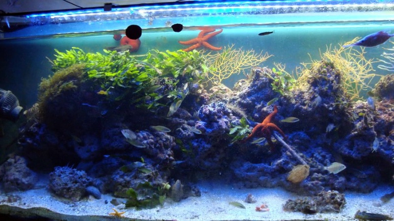 Acuadelzoo 5