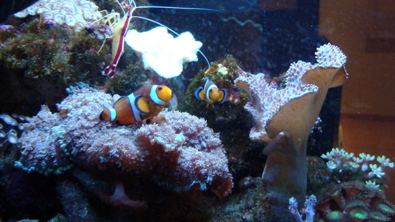Acuadelzoo 6