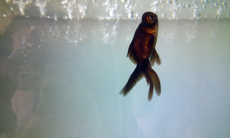 Acuarios y Peces Murcia