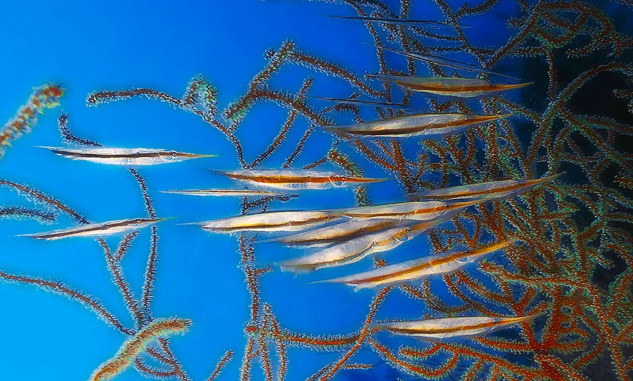 Aeoliscus Strigatus 2
