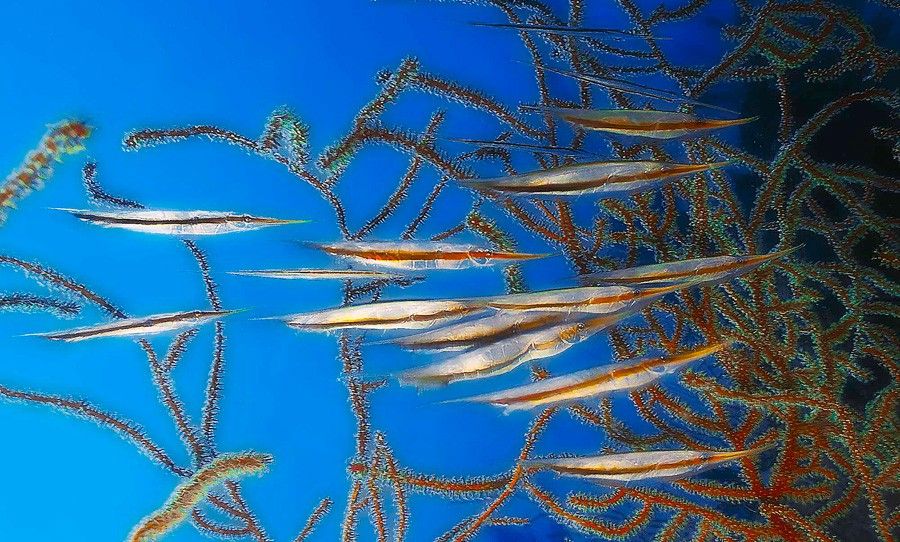 Aeoliscus Strigatus 2