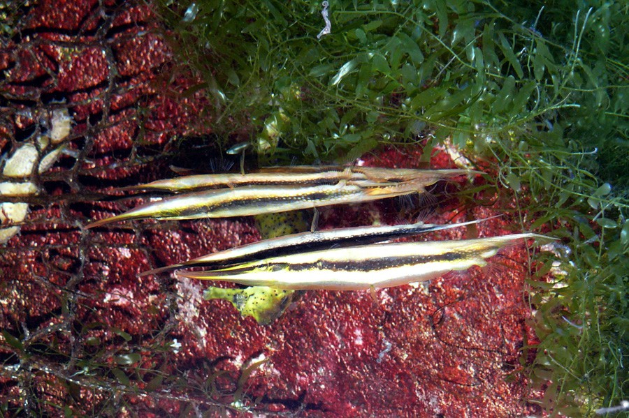 Aeoliscus Strigatus 3