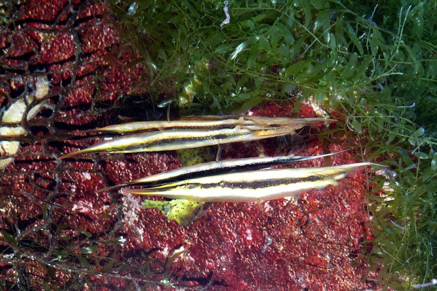 Aeoliscus Strigatus 3
