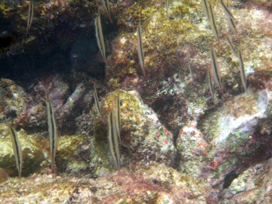 Aeoliscus Strigatus 5