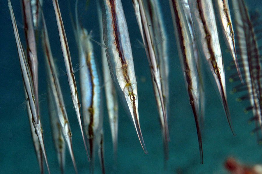 Aeoliscus Strigatus 6