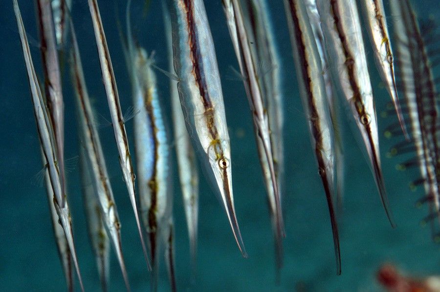 Aeoliscus Strigatus 6