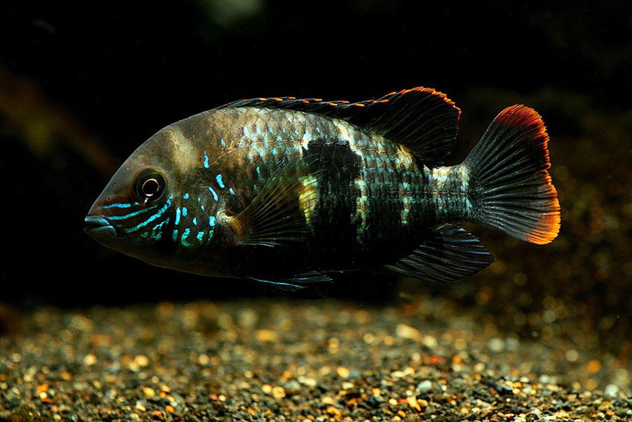 Aequidens Rivulatus 2