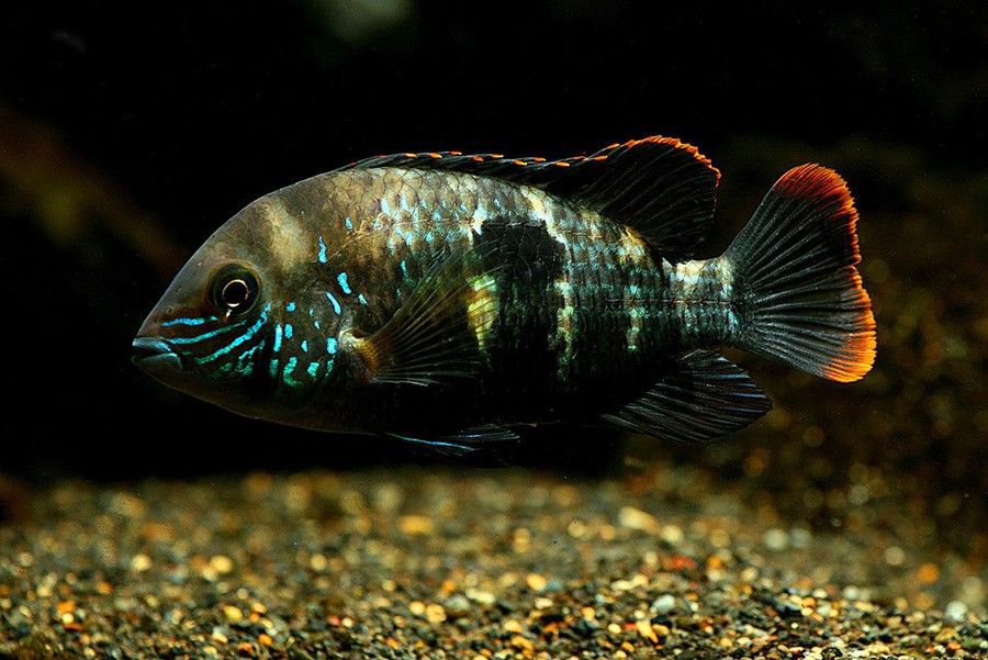 Aequidens Rivulatus 2