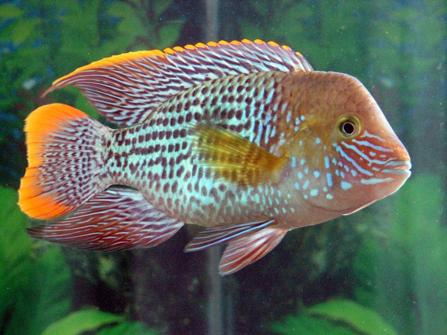 Aequidens Rivulatus 3