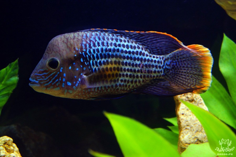 Aequidens Rivulatus 4