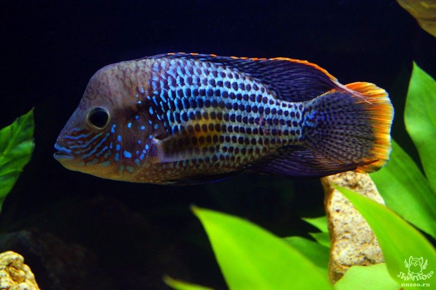 Aequidens Rivulatus 4