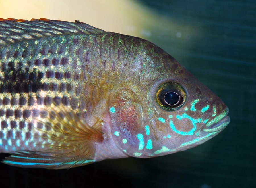 Aequidens Rivulatus 5